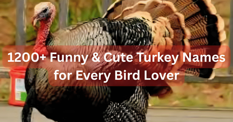 1200+ Funny & Cute Turkey Names for Every Bird Lover