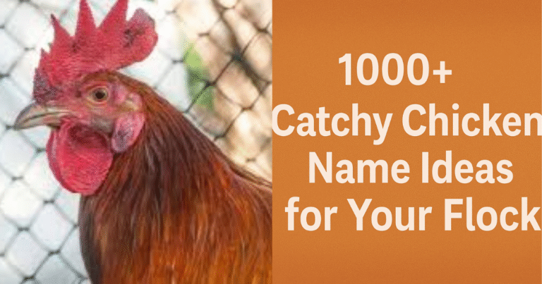 1000+ Catchy Chicken Name Ideas for Your Flock 2025