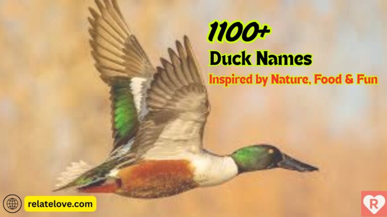 1000+ Duck Names Inspired by Nature, Food & Fun