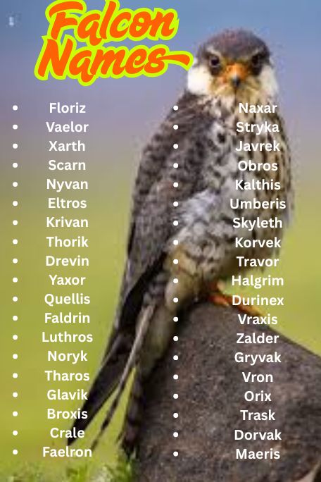 1200+ Falcon Names Ideas: Cool, Funny, Cute & Unique