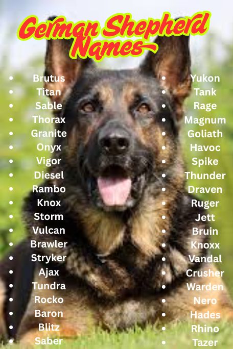 1100+ German Shepherd Names: Strong, Loyal & Funny