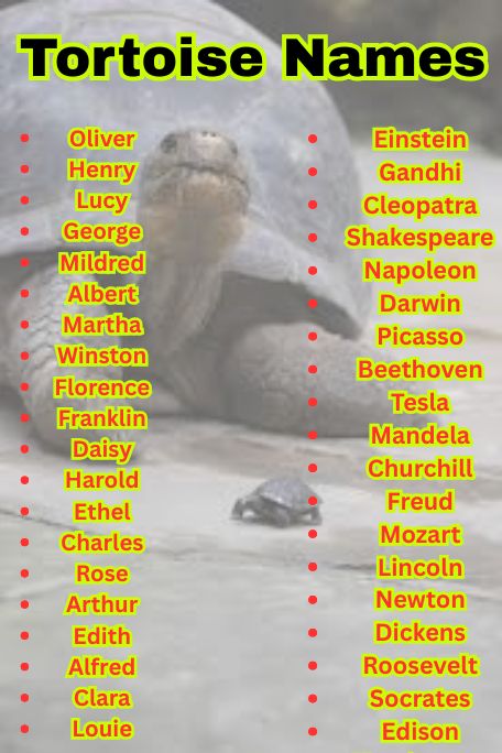 1200+ Adorable and Funny Tortoise Names List  