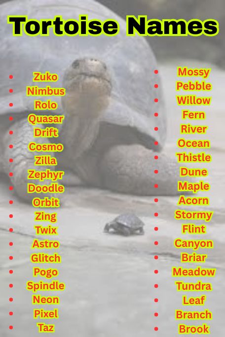 1200+ Adorable and Funny Tortoise Names List  
