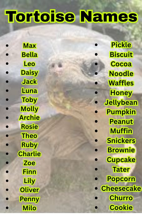 1200+ Adorable and Funny Tortoise Names List  
