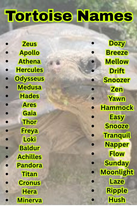 1200+ Adorable and Funny Tortoise Names List  