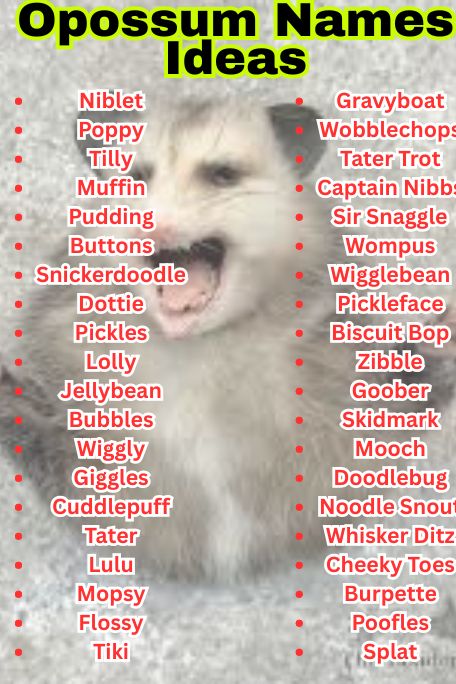 1000+ Adorable Opossum Names Ideas for Pets 