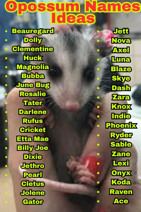 1000+ Adorable Opossum Names Ideas for Pets 