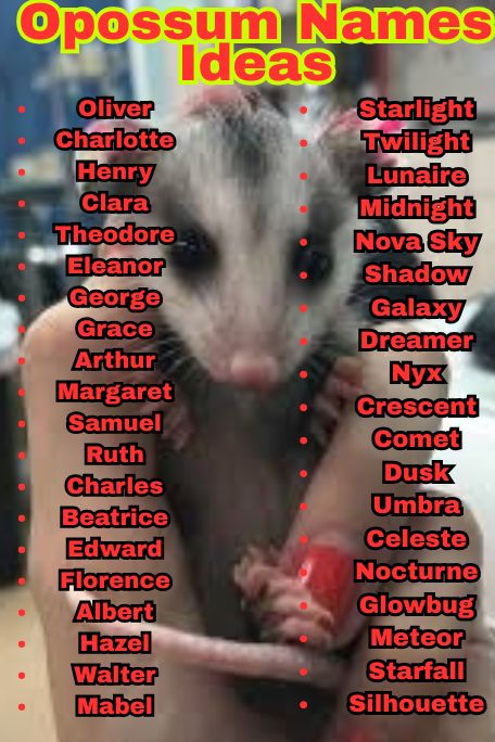 1000+ Adorable Opossum Names Ideas for Pets 