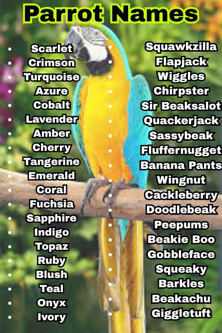 1000+ Unique and Colorful Parrot Names to Love
