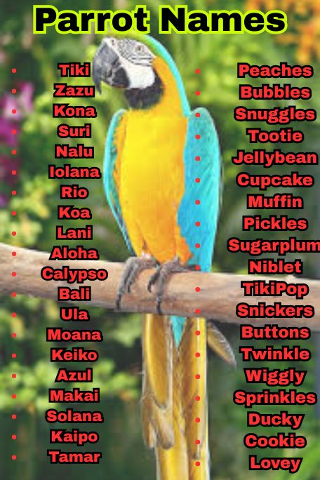 1000+ Unique and Colorful Parrot Names to Love