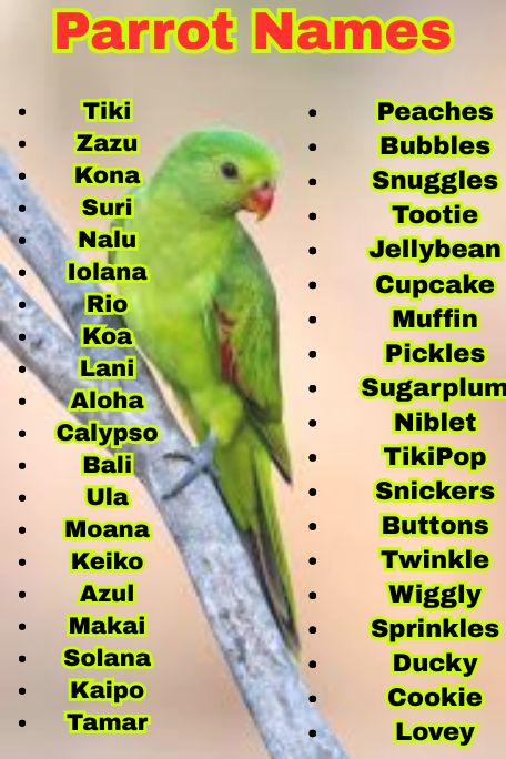 1000+ Unique and Colorful Parrot Names to Love