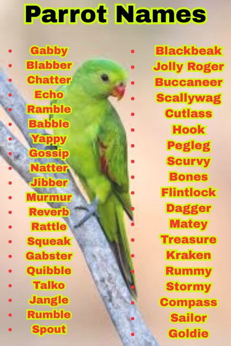 1000+ Unique and Colorful Parrot Names to Love