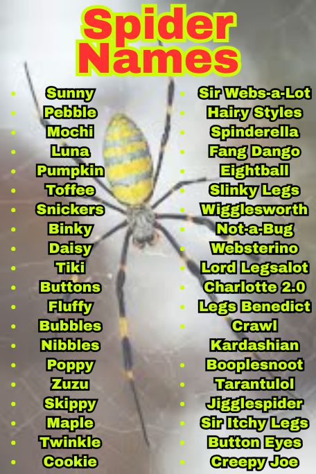 1100+ Best Spider Names For Pets and Tarantulas