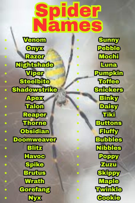 1100+ Best Spider Names For Pets and Tarantulas