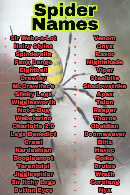 1100+ Best Spider Names For Pets and Tarantulas