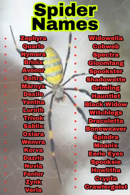 1100+ Best Spider Names For Pets and Tarantulas
