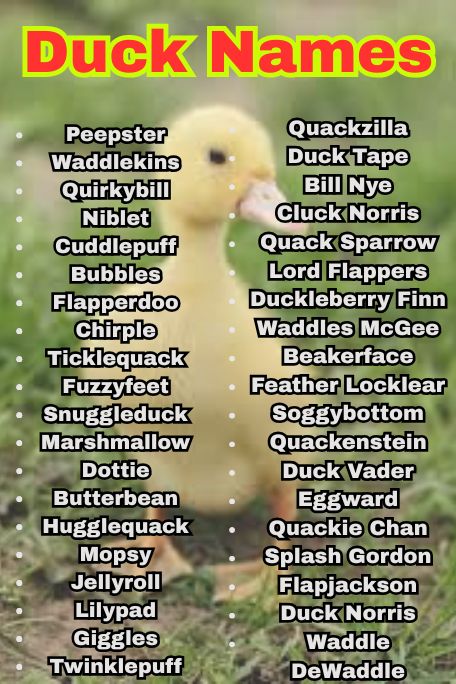 1000+ Duck Names Inspired by Nature, Food & Fun
