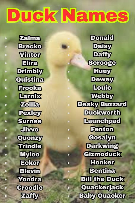 1000+ Duck Names Inspired by Nature, Food & Fun