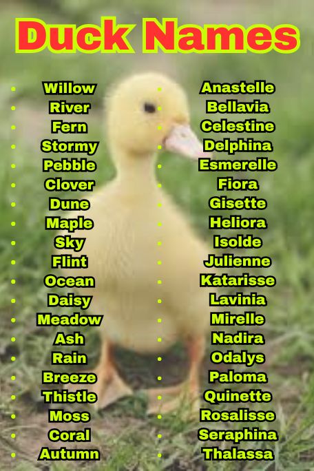 1000+ Duck Names Inspired by Nature, Food & Fun