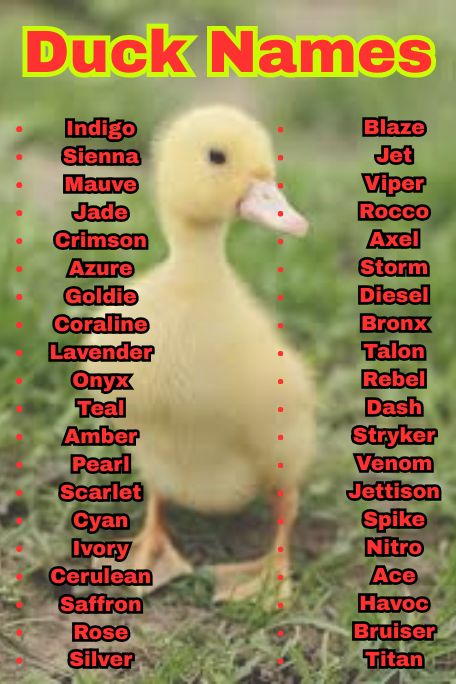1000+ Duck Names Inspired by Nature, Food & Fun