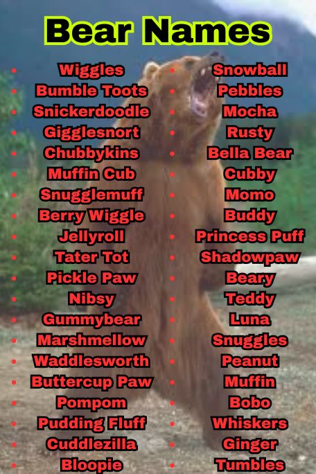 1000+ Best Bear Names for Pets and Toys