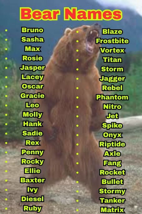 1000+ Best Bear Names for Pets and Toys