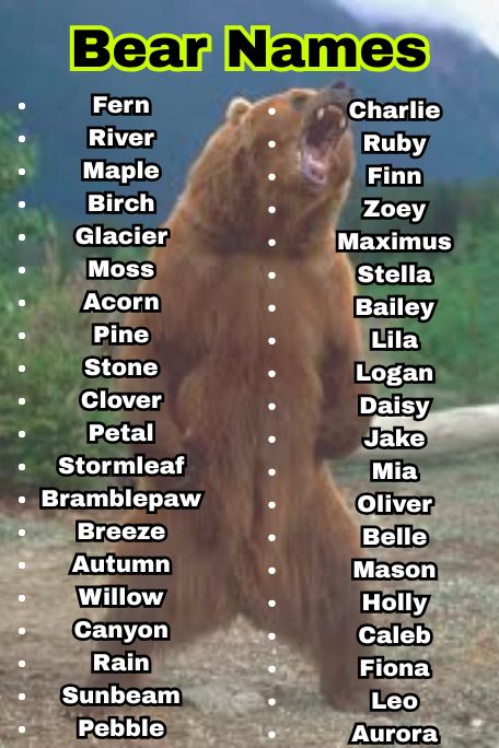 1000+ Best Bear Names for Pets and Toys