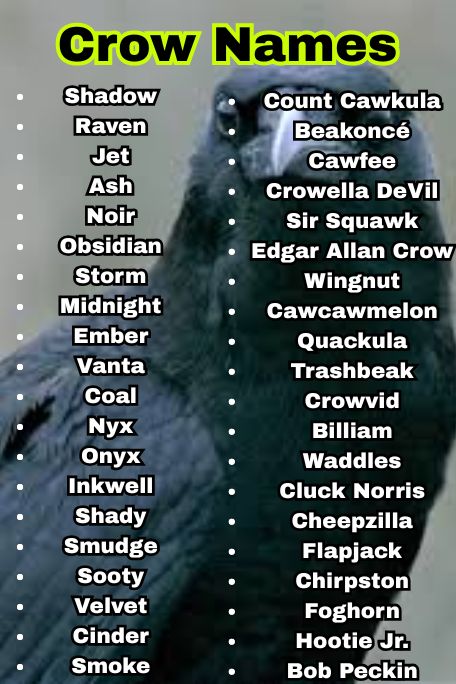 550+ Best Crow Names That Are Clever & Cool