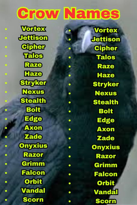 550+ Best Crow Names That Are Clever & Cool