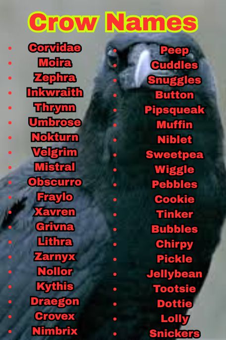 550+ Best Crow Names That Are Clever & Cool