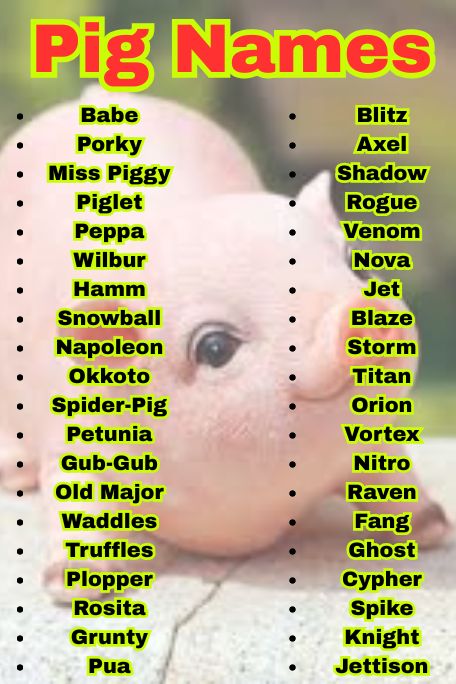 1000+ Catchy Pig Names For Farm and Pet Lovers