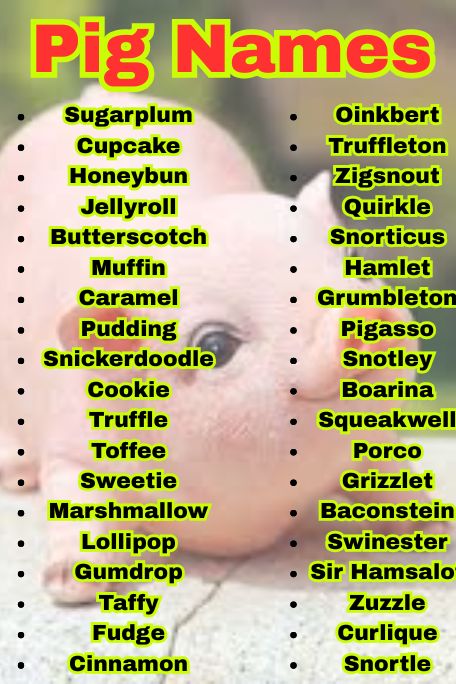 1000+ Catchy Pig Names For Farm and Pet Lovers