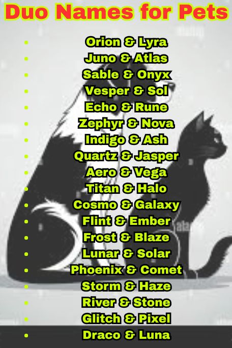 1000+ Cute and Funny Duo Names for Pets You'll Love