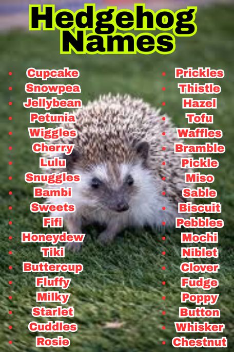 1100+ Adorable Hedgehog Names for Every Pet Owner 