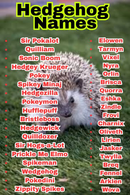 1100+ Adorable Hedgehog Names for Every Pet Owner 