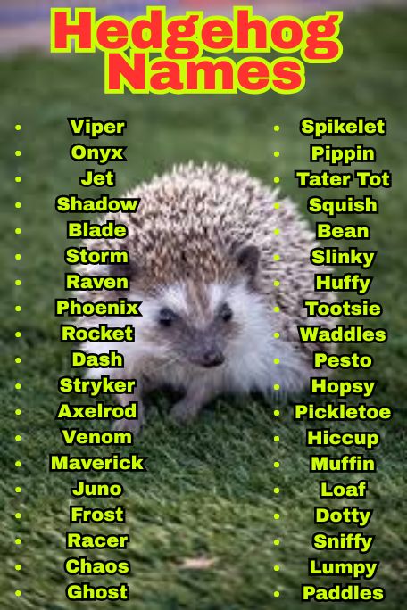 1100+ Adorable Hedgehog Names for Every Pet Owner 