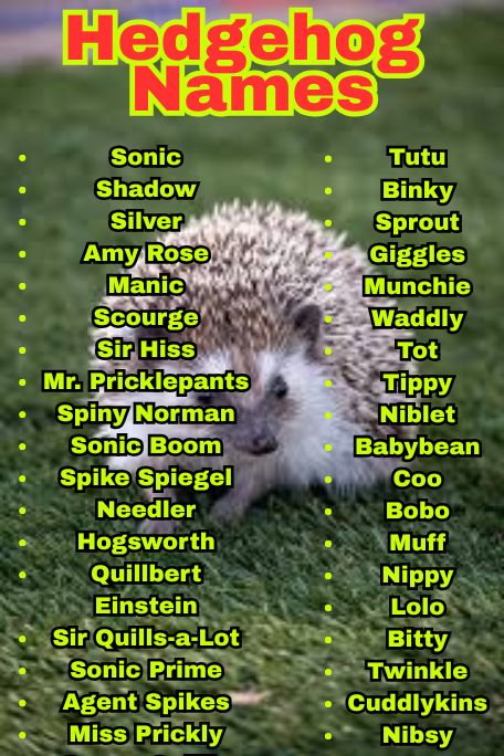 1100+ Adorable Hedgehog Names for Every Pet Owner 