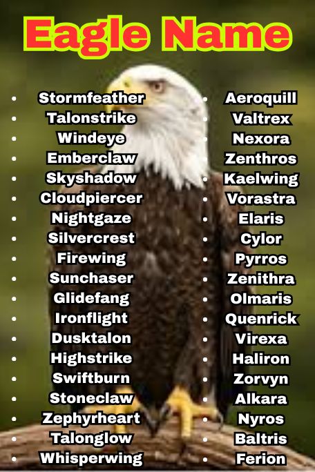 1000+ Amazing Eagle Names for Every Vibe and Type 