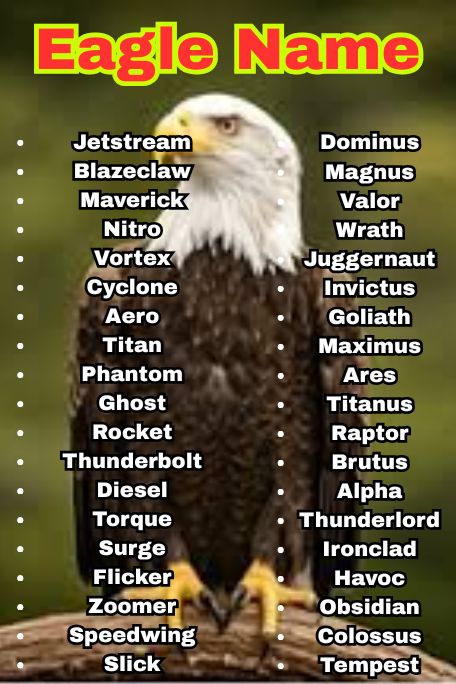 1000+ Amazing Eagle Names for Every Vibe and Type 