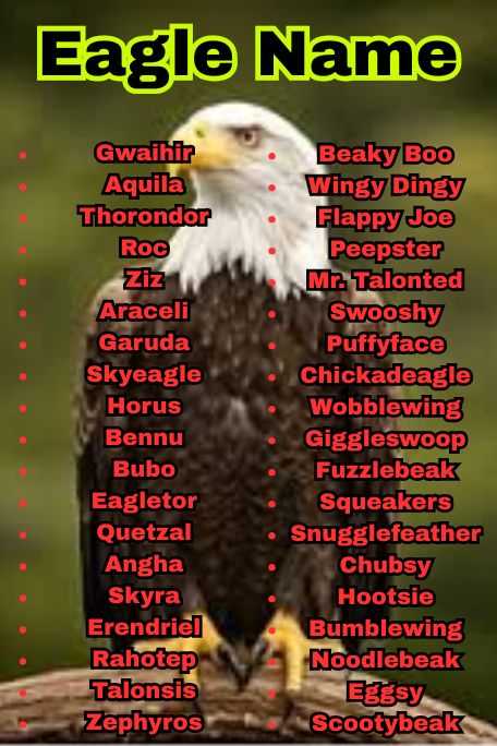1000+ Amazing Eagle Names for Every Vibe and Type 