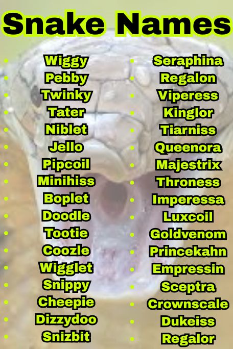 1100+ Explore Funny Snake Names Ideas That Pop