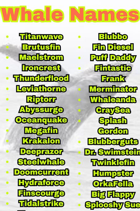 1200+ Explore Unique Whale Names for All Types