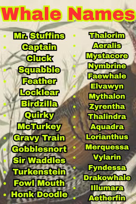 1200+ Funny & Cute Turkey Names for Every Bird Lover 