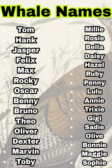 1200+ Funny & Cute Turkey Names for Every Bird Lover 