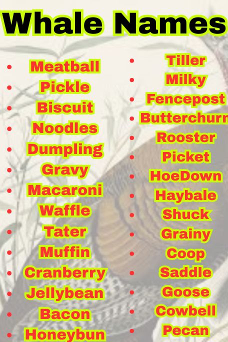 1200+ Funny & Cute Turkey Names for Every Bird Lover 