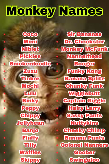 1200+ Epic List of Monkey Names You’ll Want to Steal 