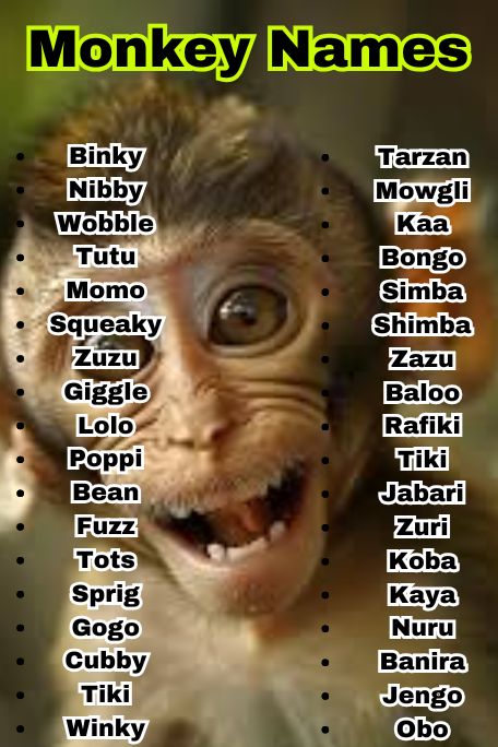 1200+ Epic List of Monkey Names You’ll Want to Steal 