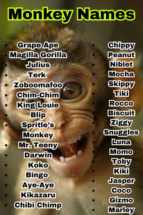 1200+ Epic List of Monkey Names You’ll Want to Steal 