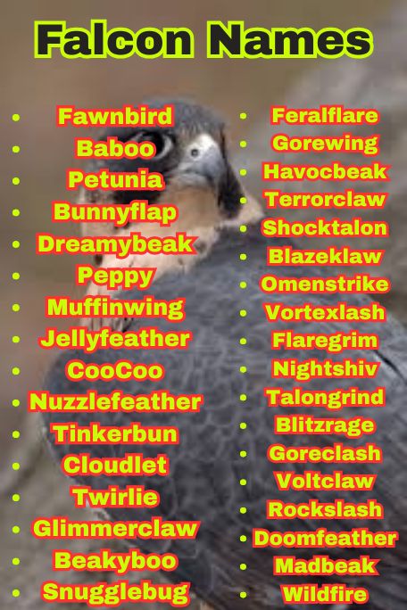 1200+ Falcon Names Ideas: Cool, Funny, Cute & Unique