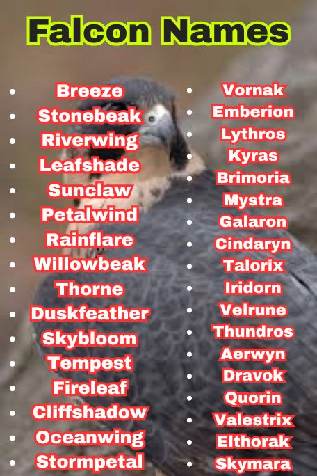 1200+ Falcon Names Ideas: Cool, Funny, Cute & Unique